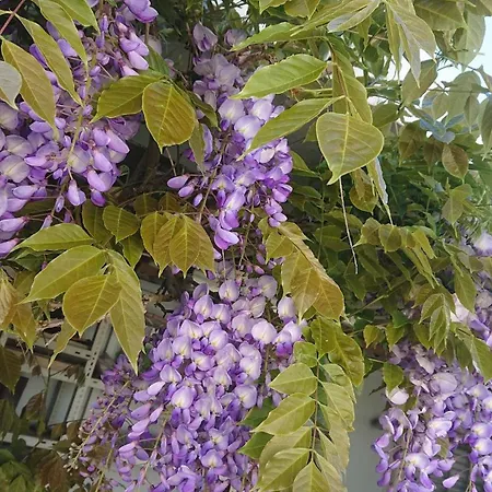 Appartement Schoene Einliegerwhg *