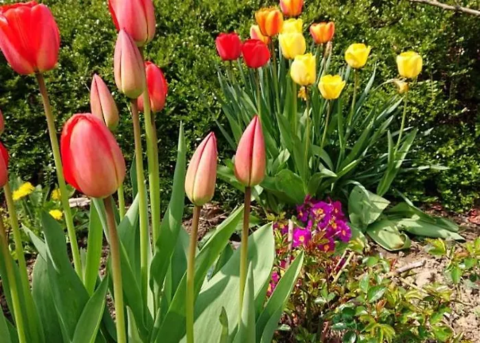 Schoene Einliegerwhg Apartment Neckarbischofsheim